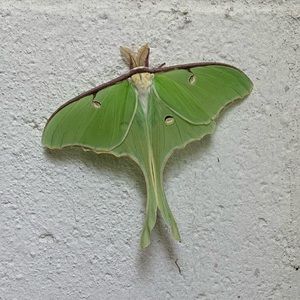 Meet your Posher, Sanjida